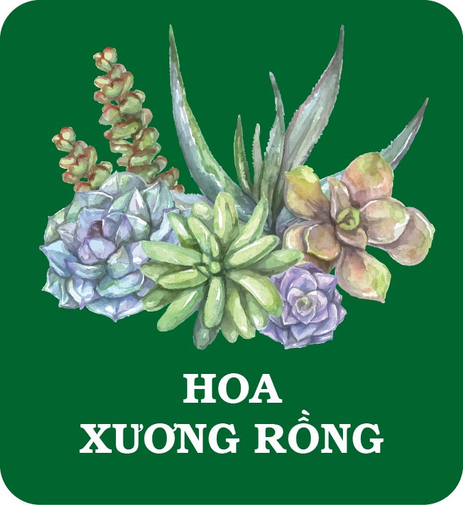 Hoa Xương Rồng